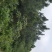 出售或出租石牌850亩松林