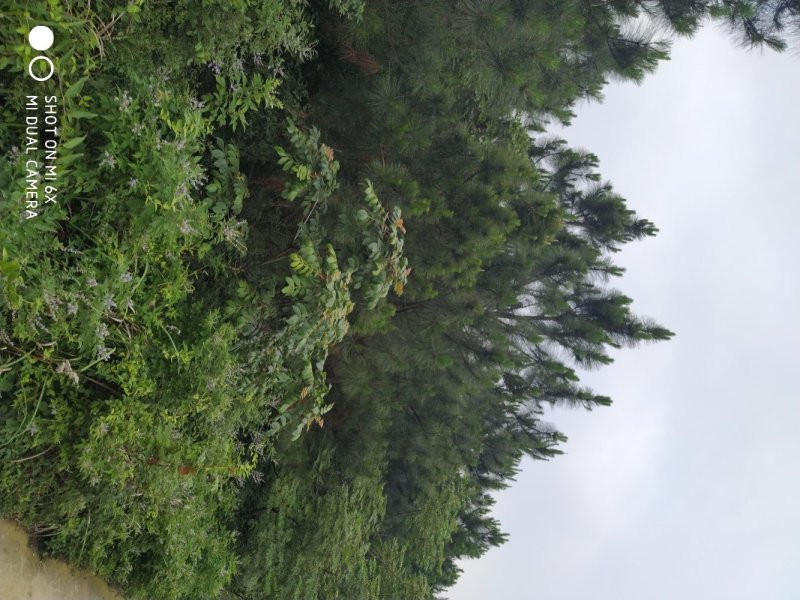 出售或出租石牌850亩松林