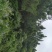出售或出租石牌850亩松林