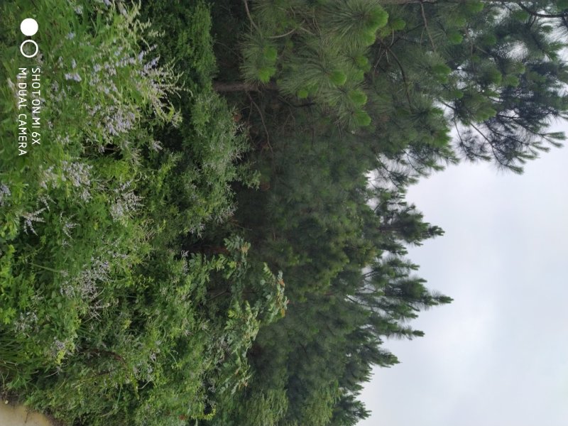 出售或出租石牌850亩松林