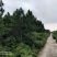 出售或出租石牌850亩松林