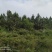 出售或出租石牌850亩松林