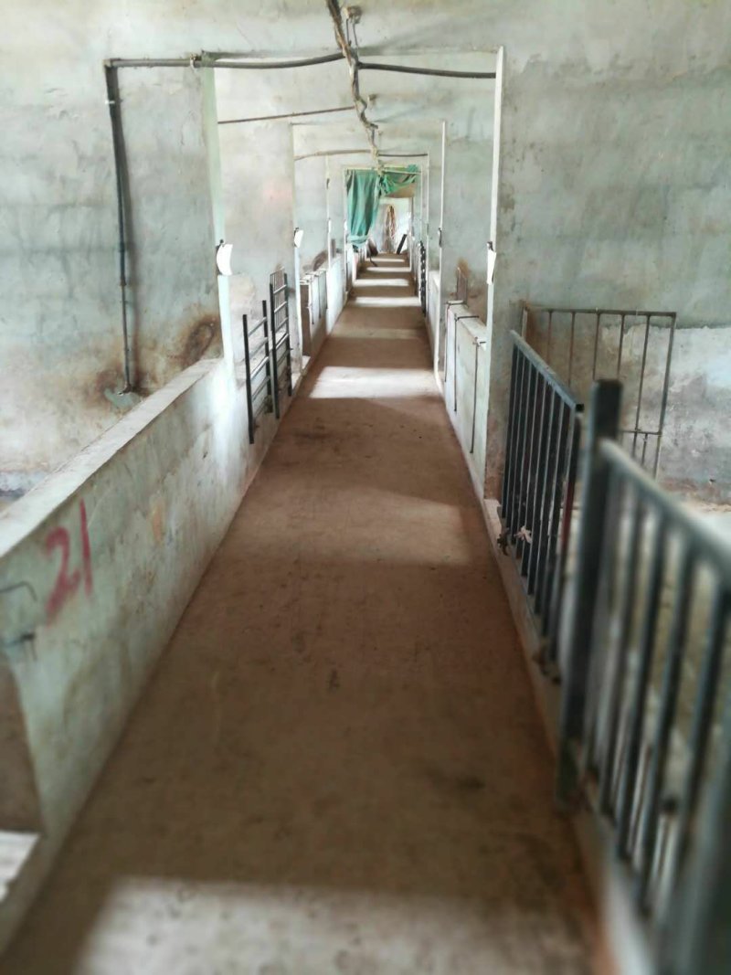 出售东宝子陵2000平猪场