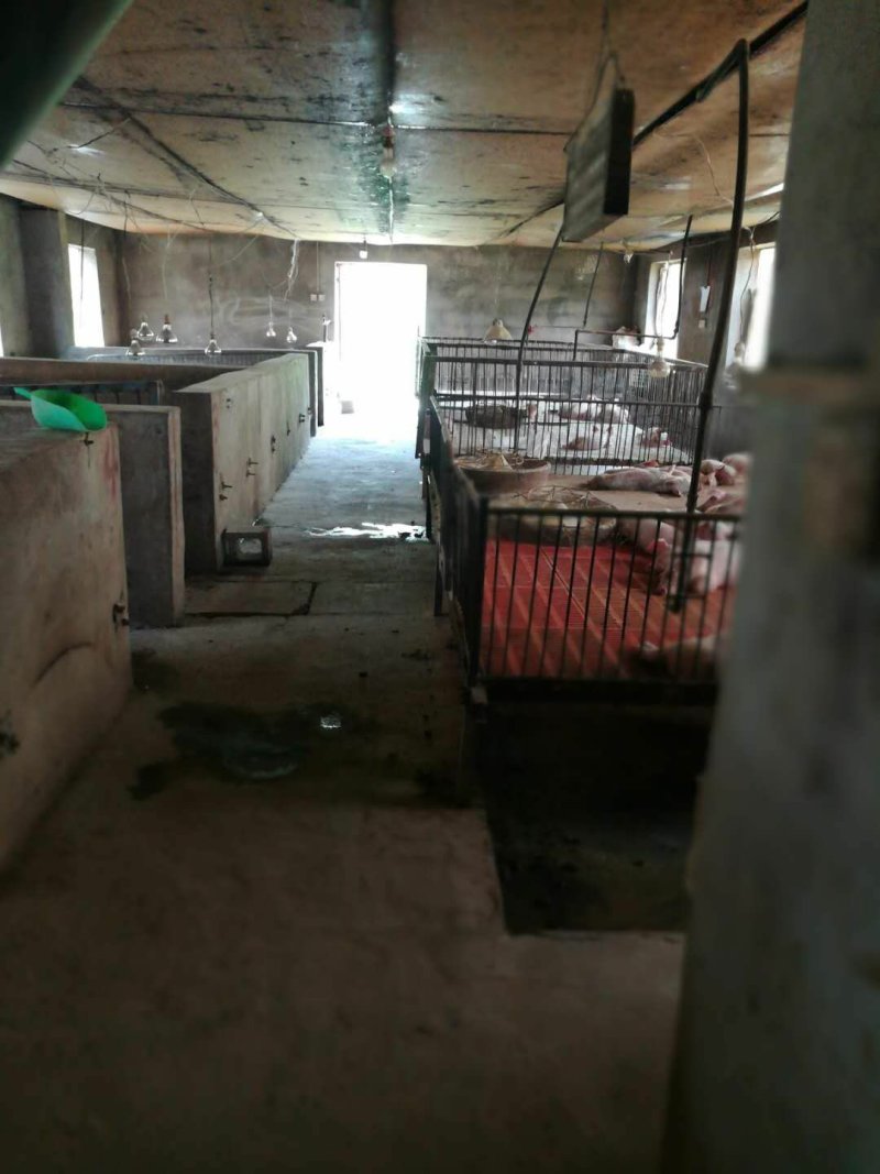 出售东宝子陵2000平猪场