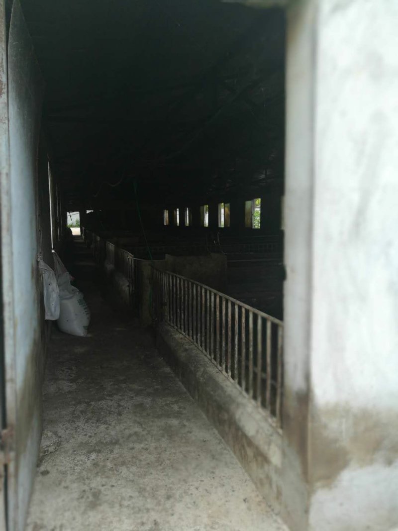 出售东宝子陵2000平猪场
