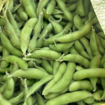 大荚毛豆翠绿宝毛豆上市了打米豆鲜毛豆产地直供诚信代办