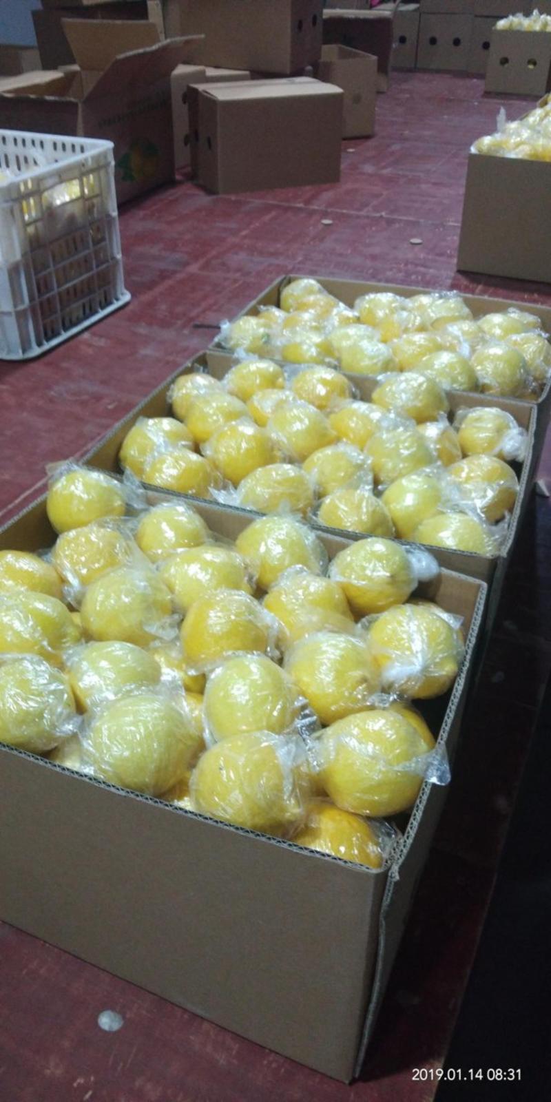 精品一级黄柠檬中，大果批发一件代发产地直供全年供