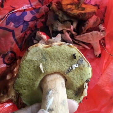 牛肝菌