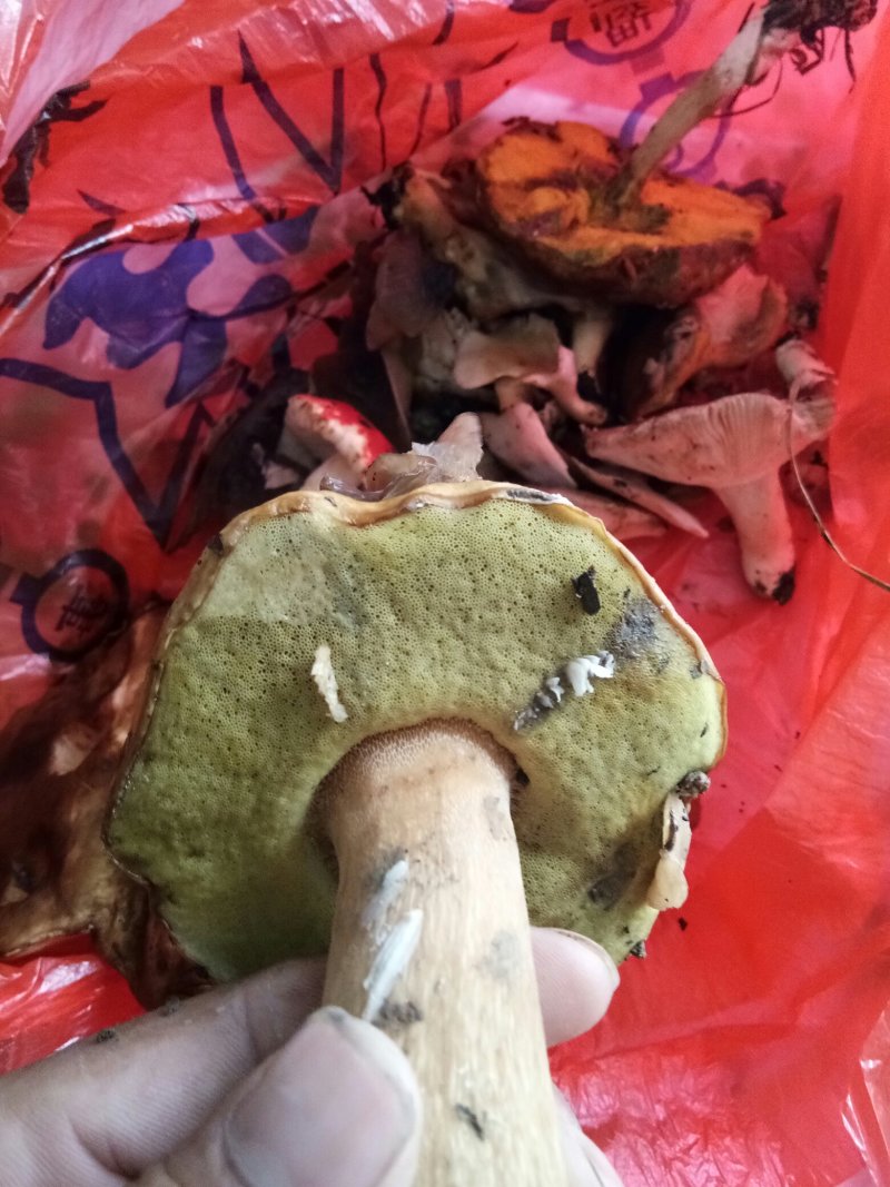 牛肝菌