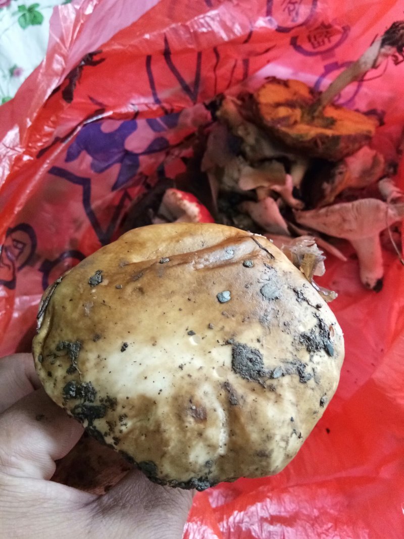 牛肝菌