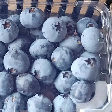 云南蓝莓一件代发/批发商欢迎致电合作蓝莓上市