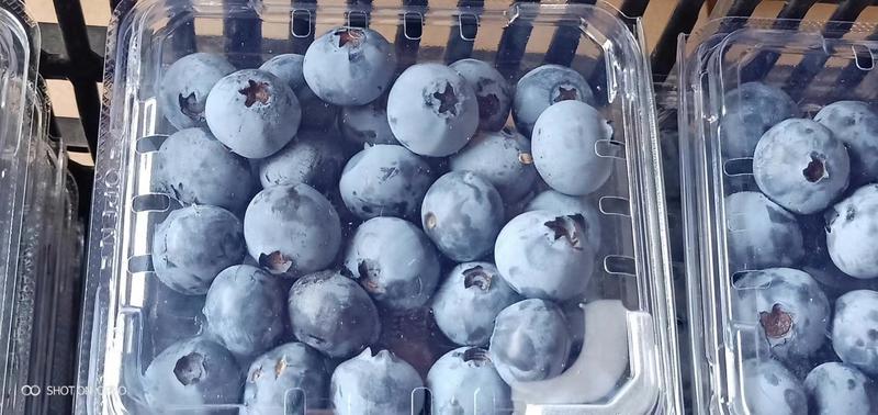 云南蓝莓一件代发/批发商欢迎致电合作蓝莓上市