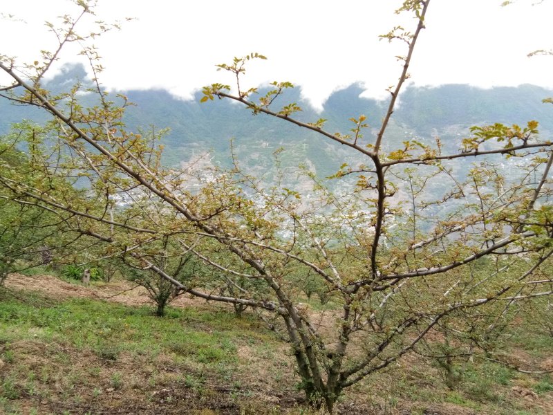 汉源贡椒苗，根细发达，抗病能力好，3年挂果产量很好。