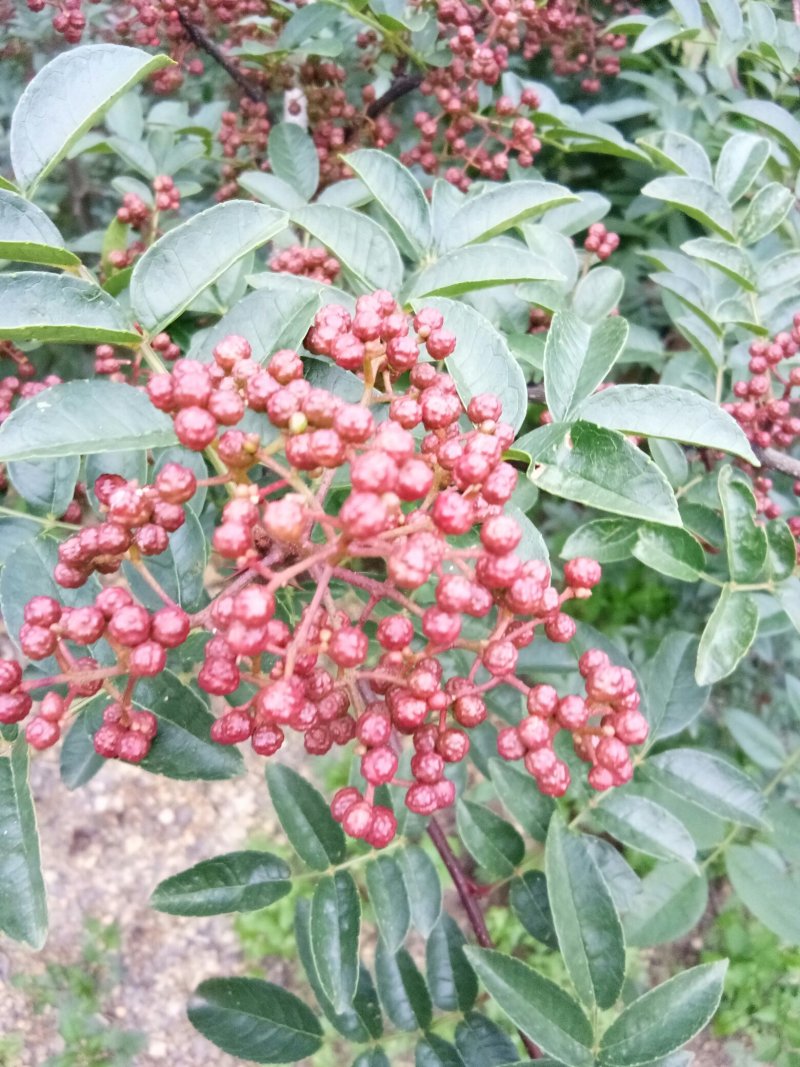 汉源贡椒苗，根细发达，抗病能力好，3年挂果产量很好。