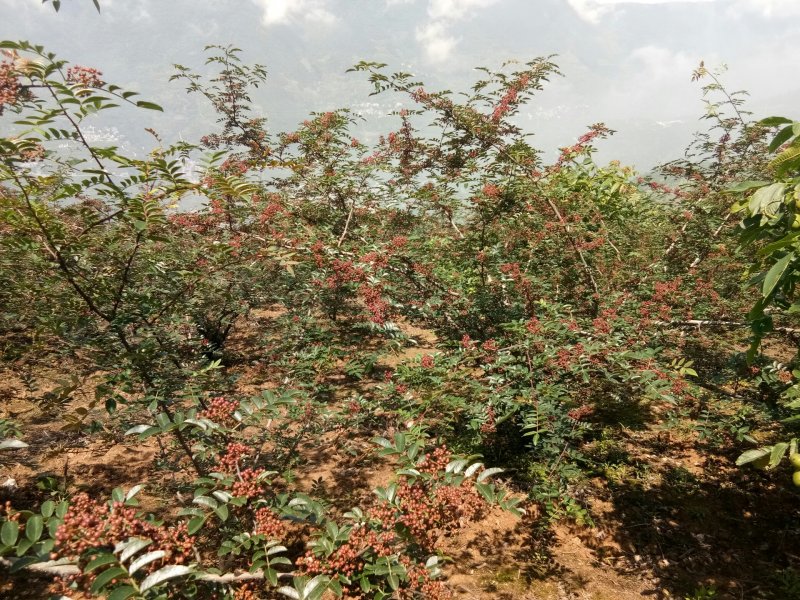 汉源贡椒苗，根细发达，抗病能力好，3年挂果产量很好。