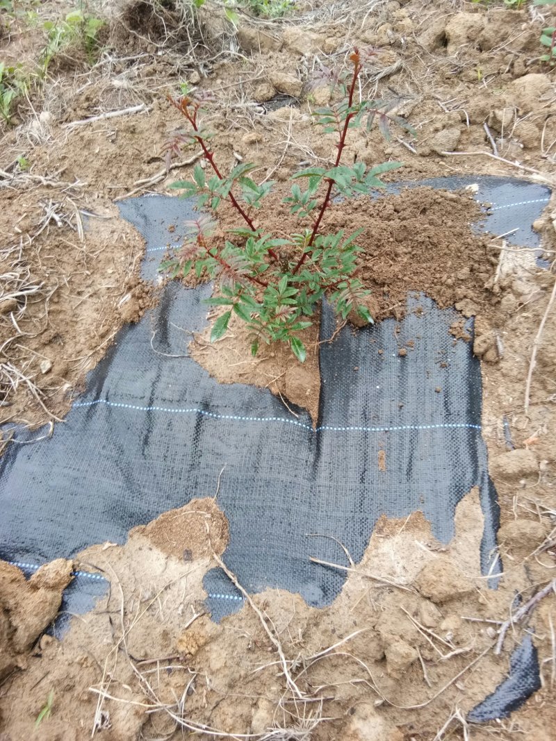 汉源贡椒苗，根细发达，抗病能力好，3年挂果产量很好。