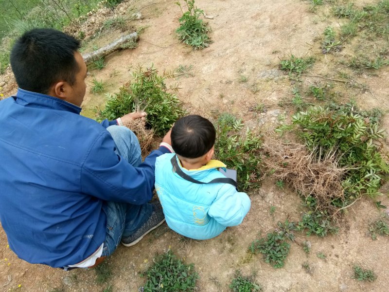 汉源贡椒苗，根细发达，抗病能力好，3年挂果产量很好。