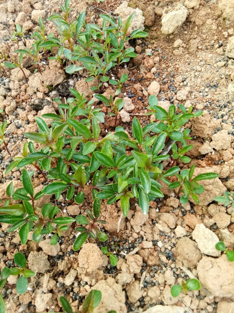 汉源贡椒苗，根细发达，抗病能力好，3年挂果产量很好。