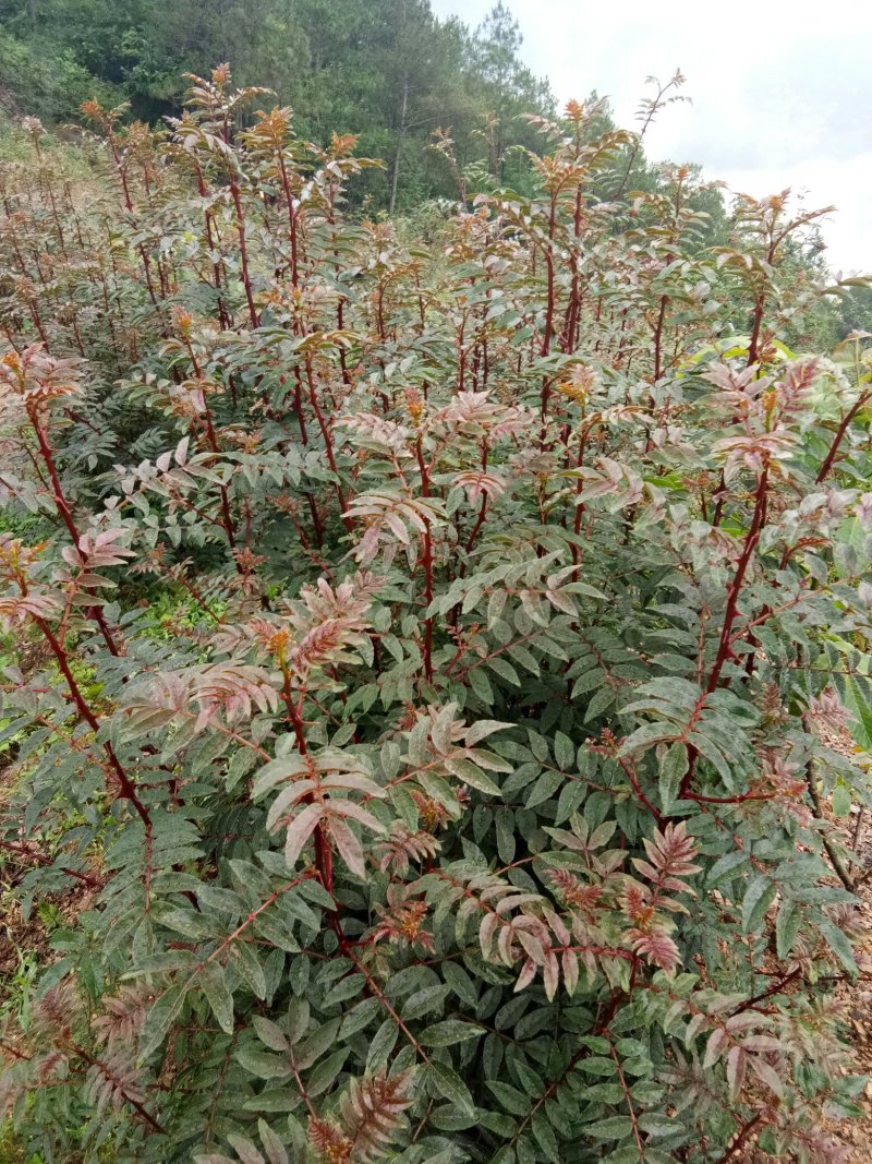 汉源贡椒苗，根细发达，抗病能力好，3年挂果产量很好。