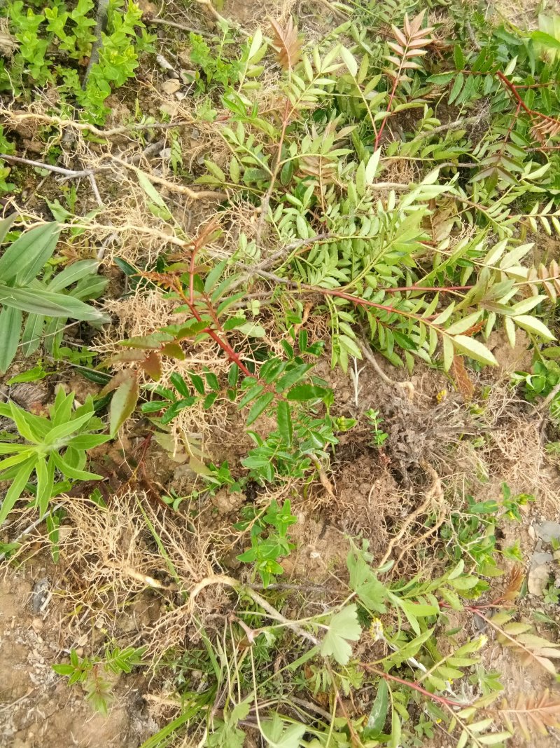 汉源贡椒苗，根细发达，抗病能力好，3年挂果产量很好。