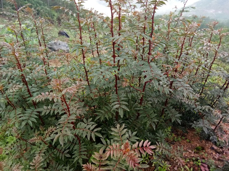 汉源贡椒苗，根细发达，抗病能力好，3年挂果产量很好。