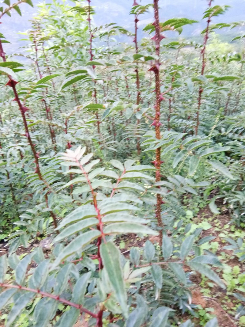 汉源贡椒苗，根细发达，抗病能力好，3年挂果产量很好。