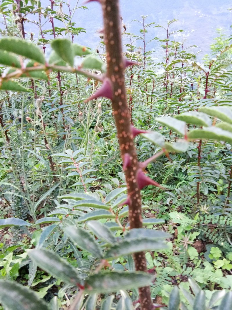汉源贡椒苗，根细发达，抗病能力好，3年挂果产量很好。