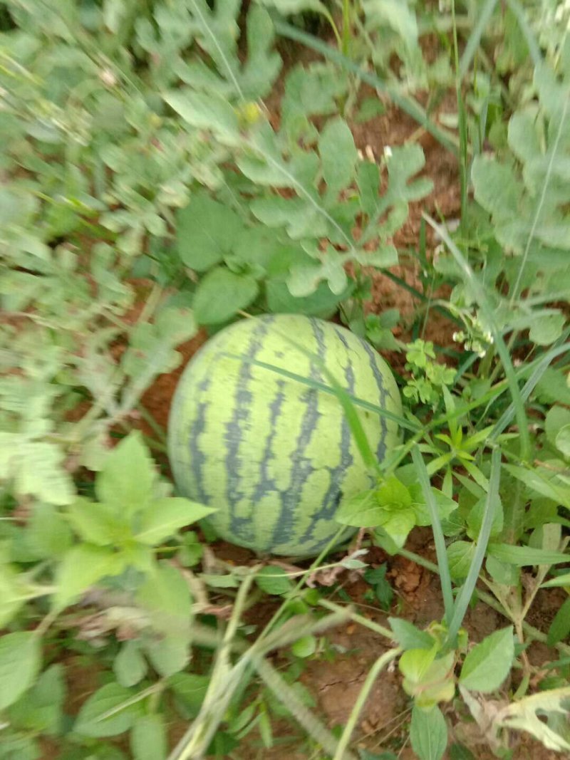 本地绿爽西瓜，麒麟西瓜，黑美人西瓜，价格优惠，大量上市