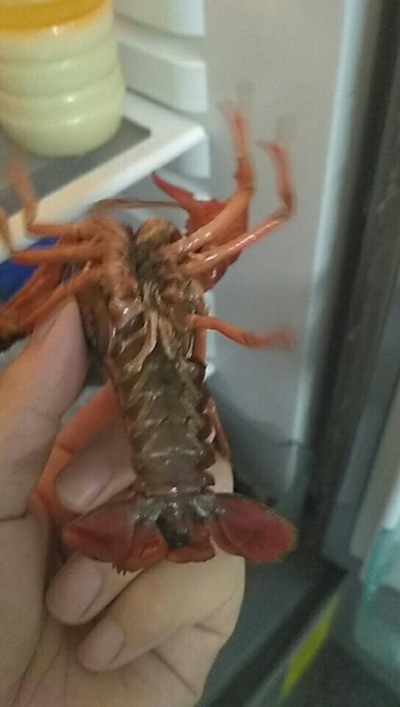 789带炮头小龙虾