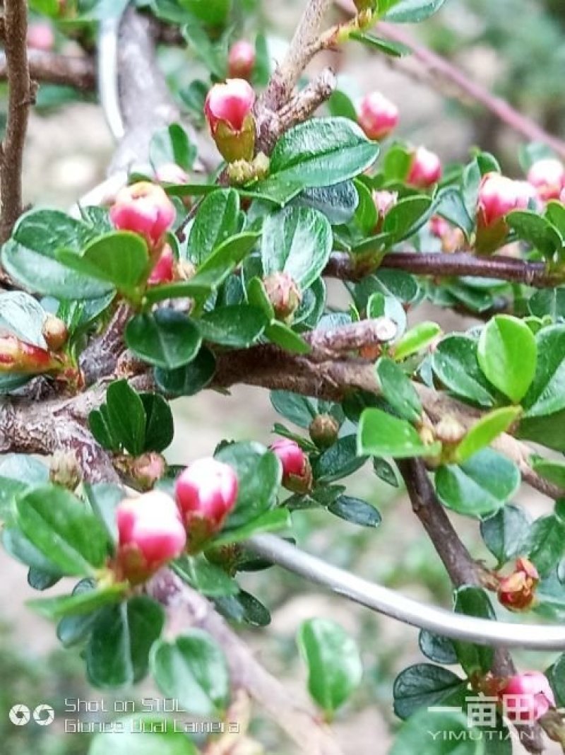 平枝荀子