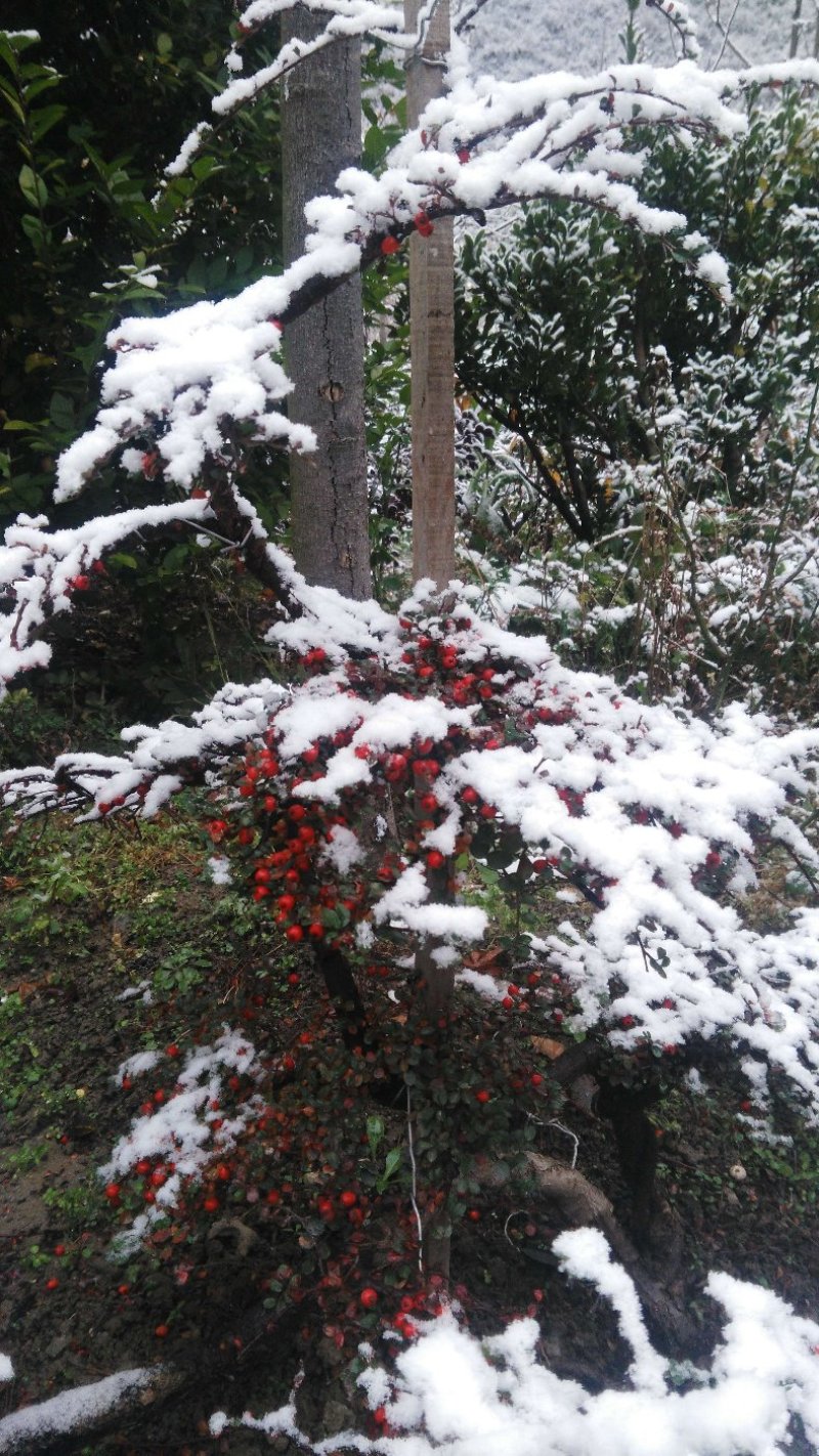 平枝荀子