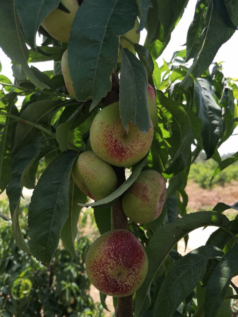 新疆油蟠桃/冰糖蟠桃/油蟠桃/新疆桃子