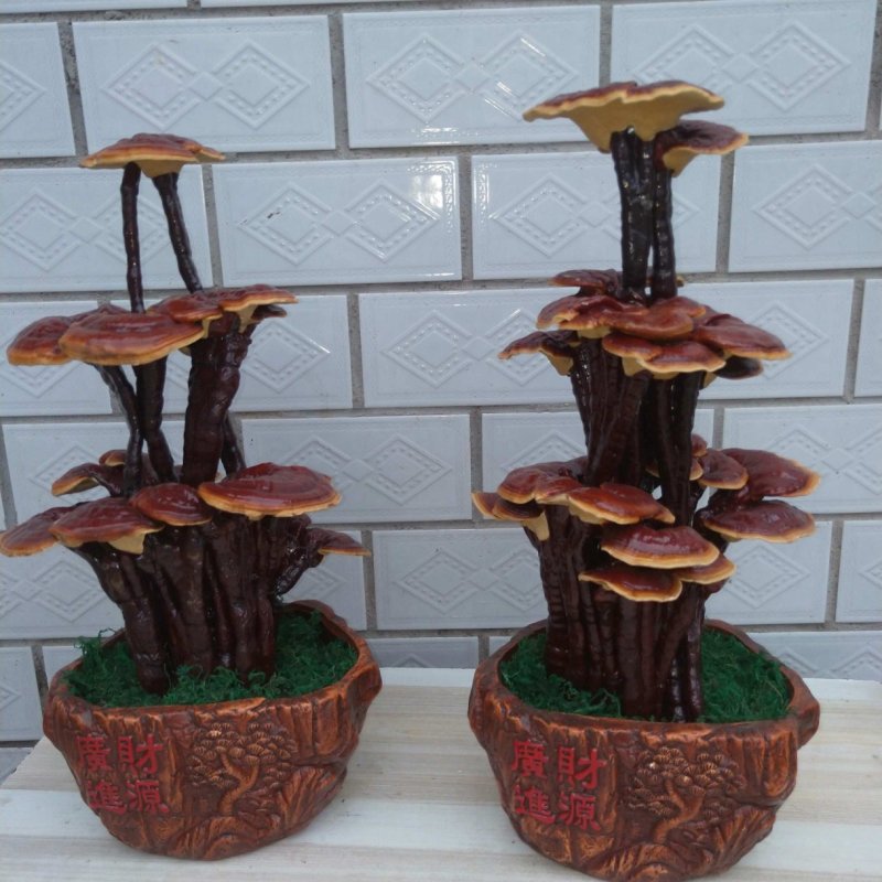 冠宇农业大三层活体嫁接灵芝盆景