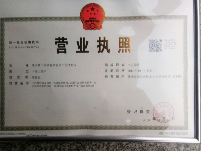 苍术苗