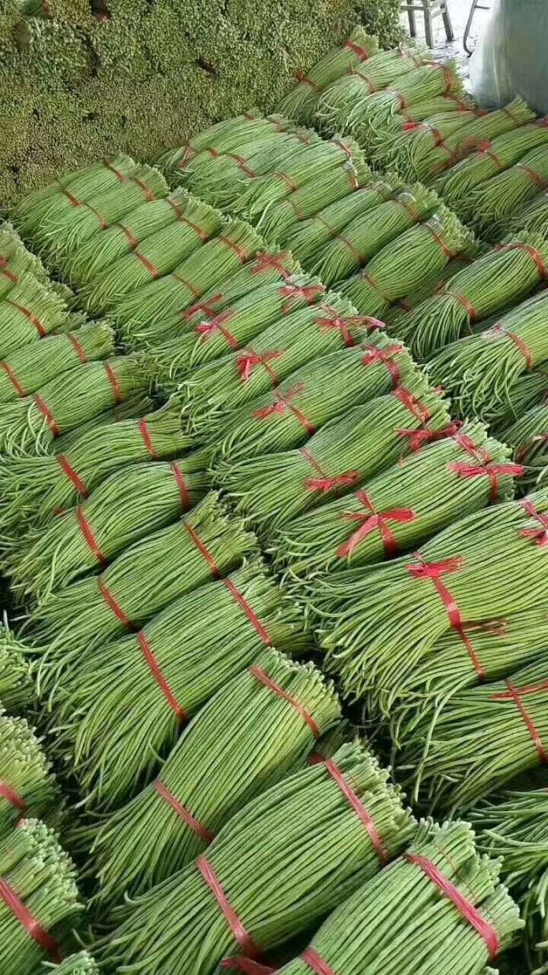 长豆角60厘米以上