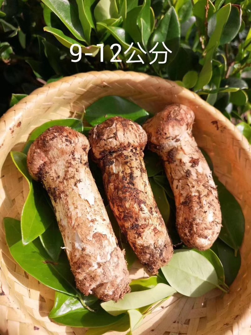 松耸预订