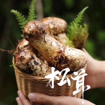 松耸预订