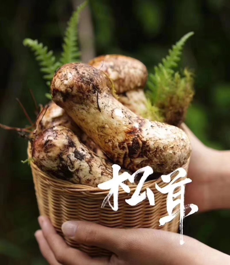 松耸预订