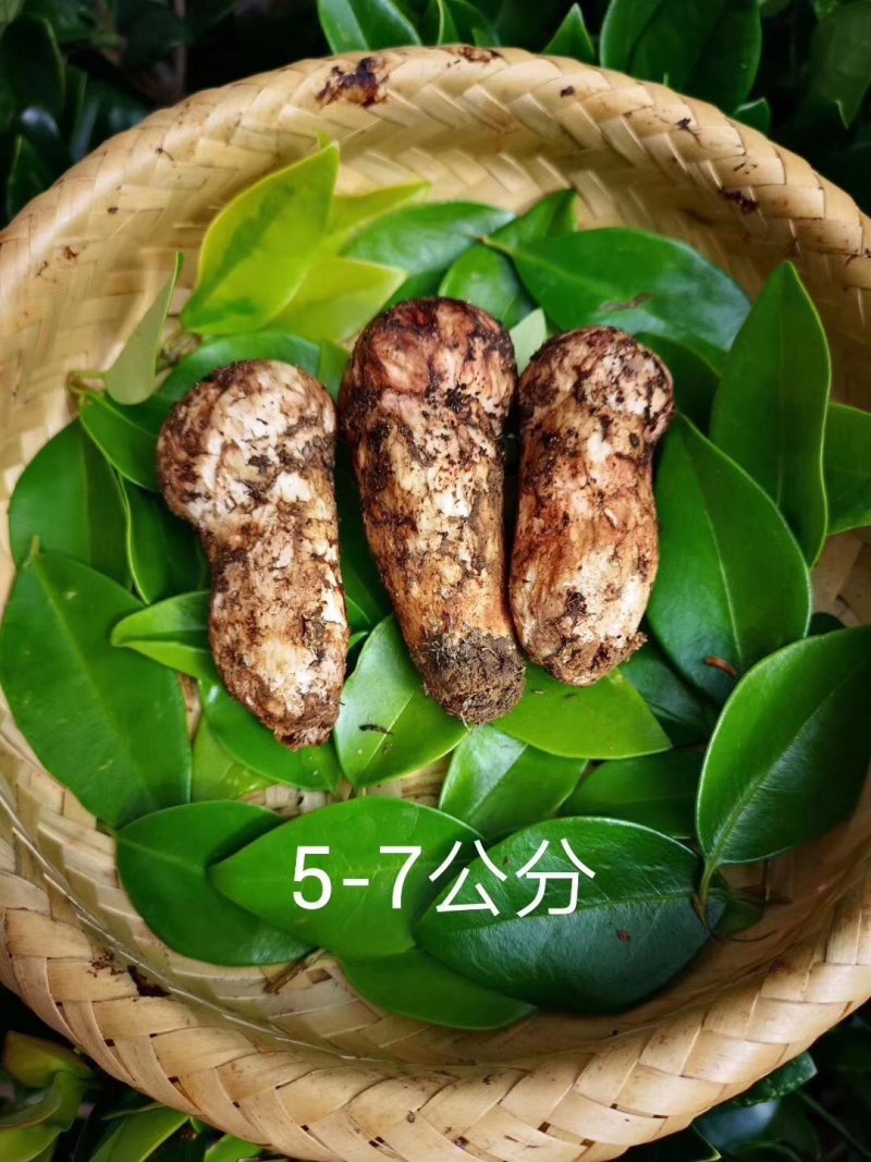 松耸预订