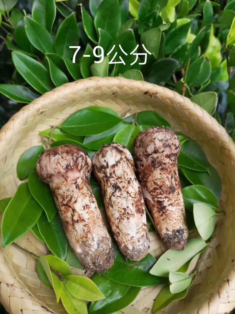 松耸预订