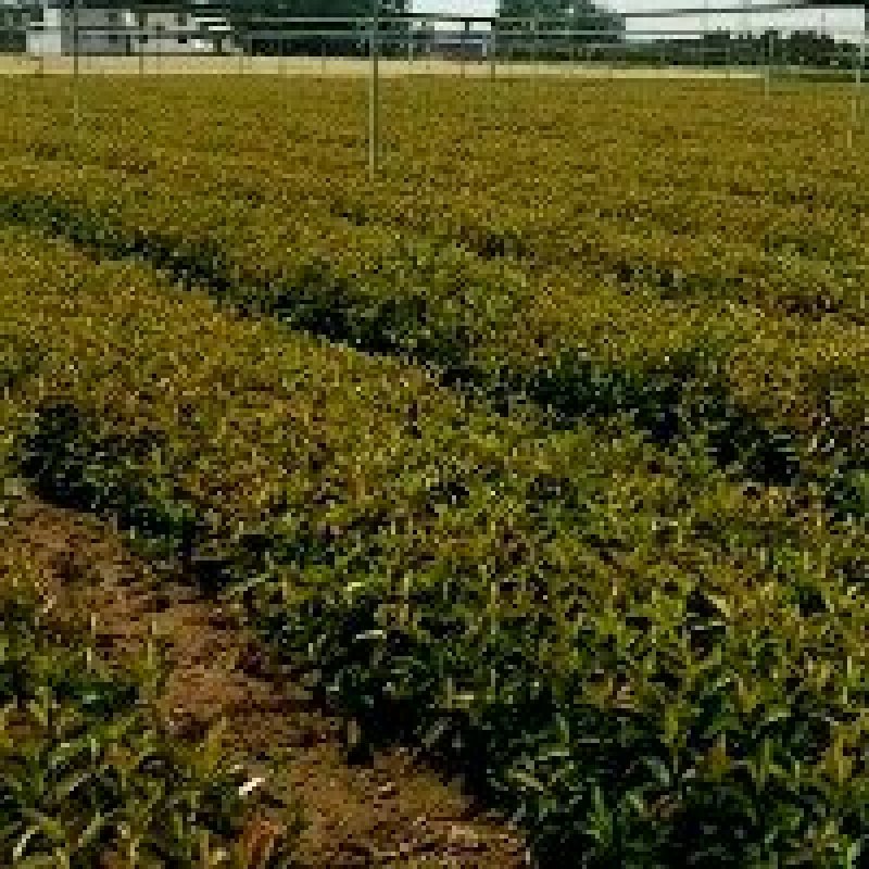 百万红叶石楠大杯，金森大杯带分支，
