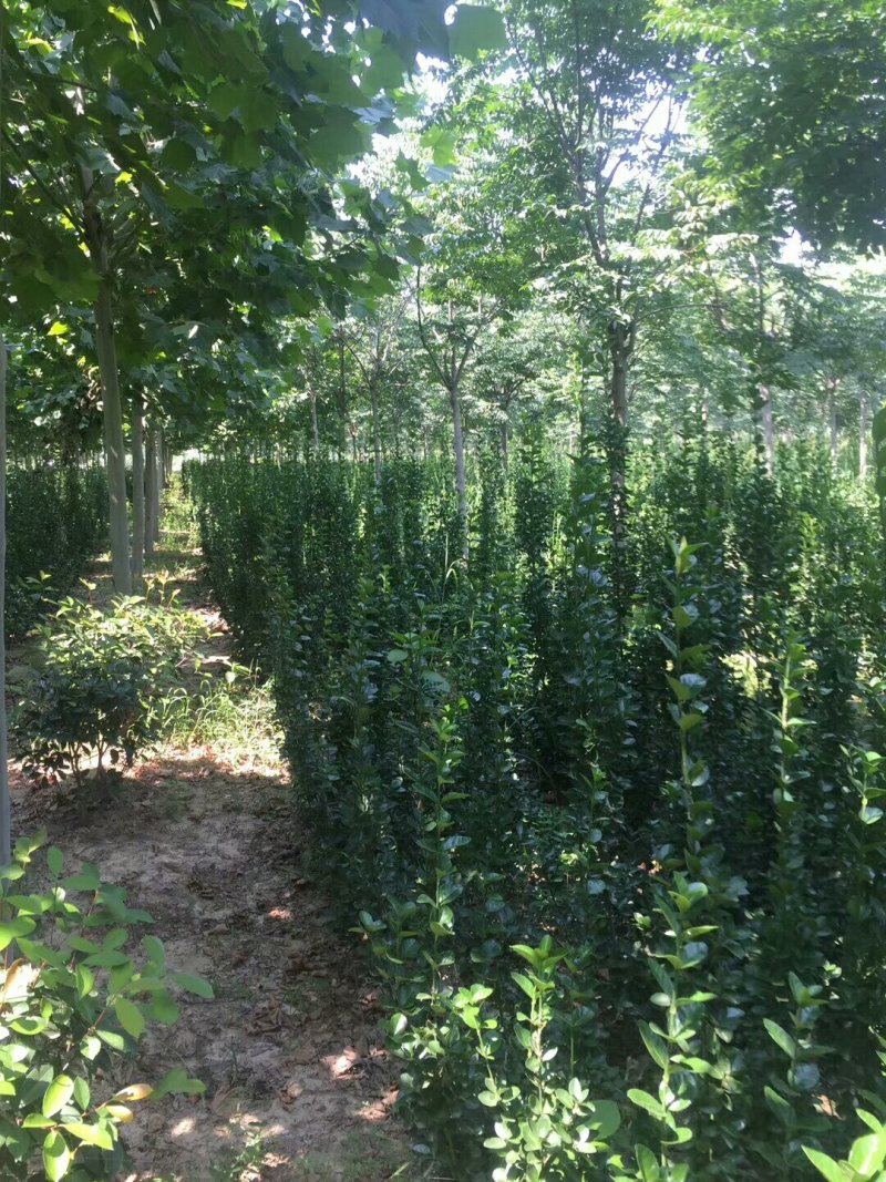 百万红叶石楠大杯，金森大杯带分支，
