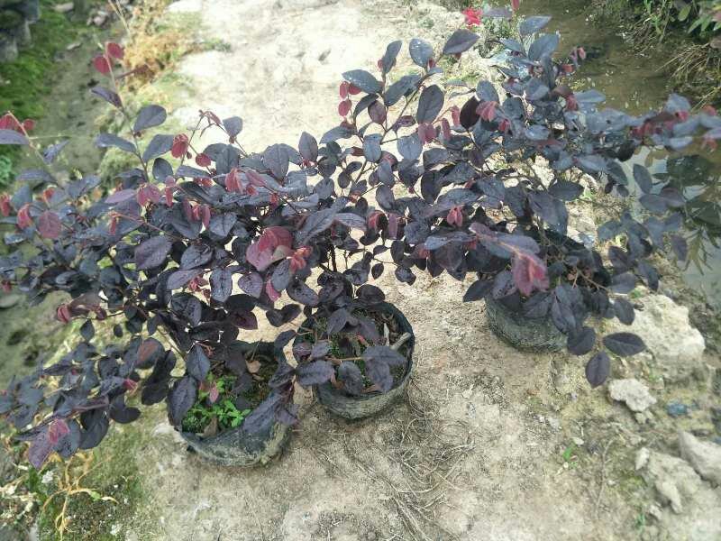 百万红叶石楠大杯，金森大杯带分支，