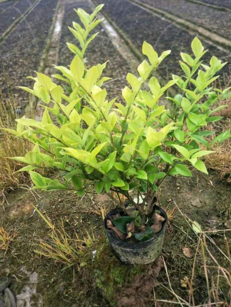 百万红叶石楠大杯，金森大杯带分支，