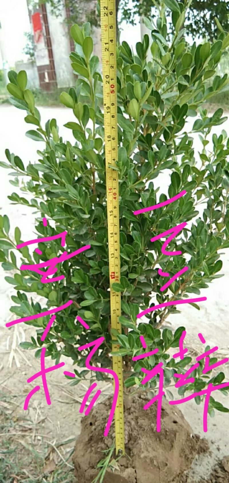百万红叶石楠大杯，金森大杯带分支，