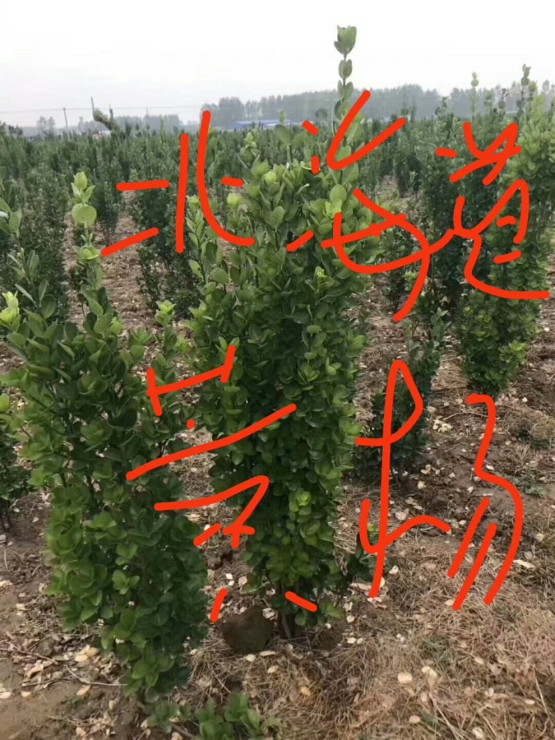 百万红叶石楠大杯，金森大杯带分支，