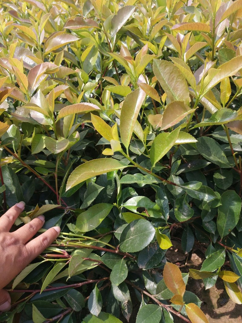 百万红叶石楠大杯，金森大杯带分支，