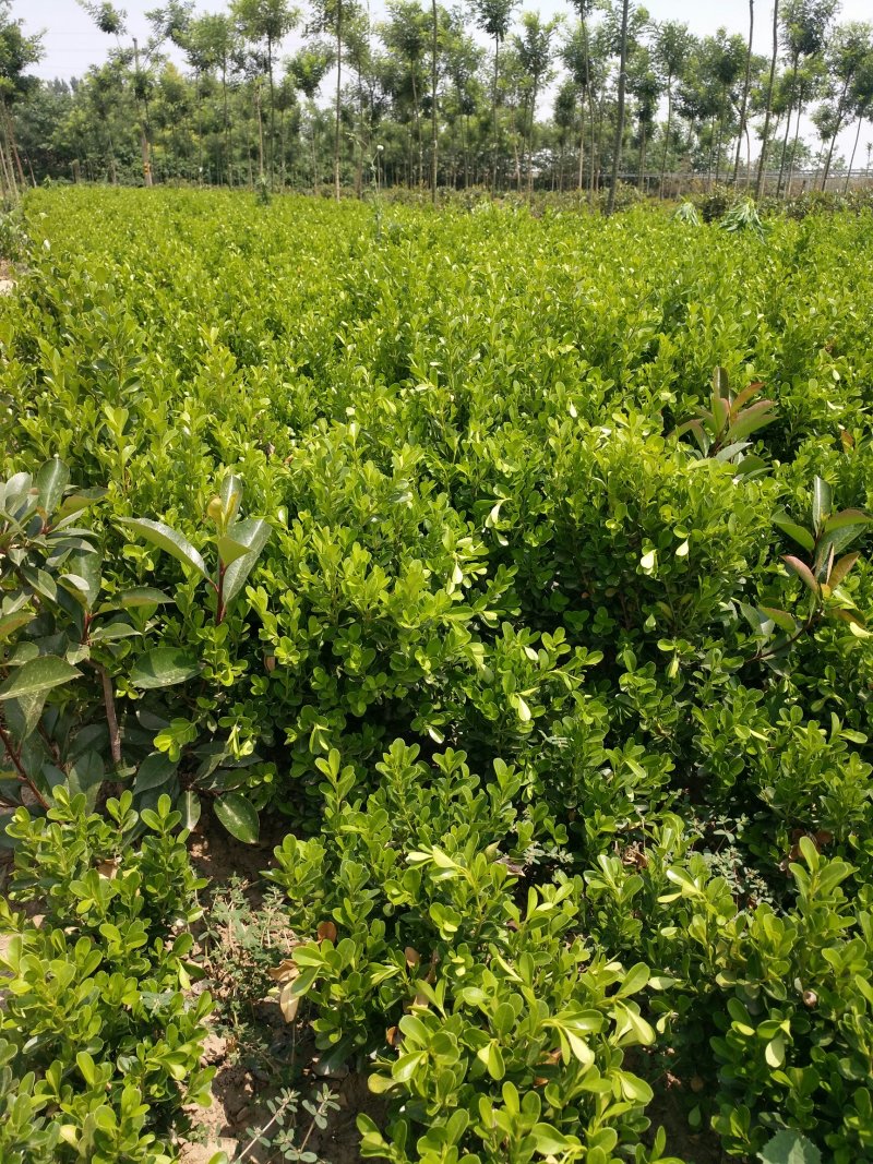 百万红叶石楠大杯，金森大杯带分支，