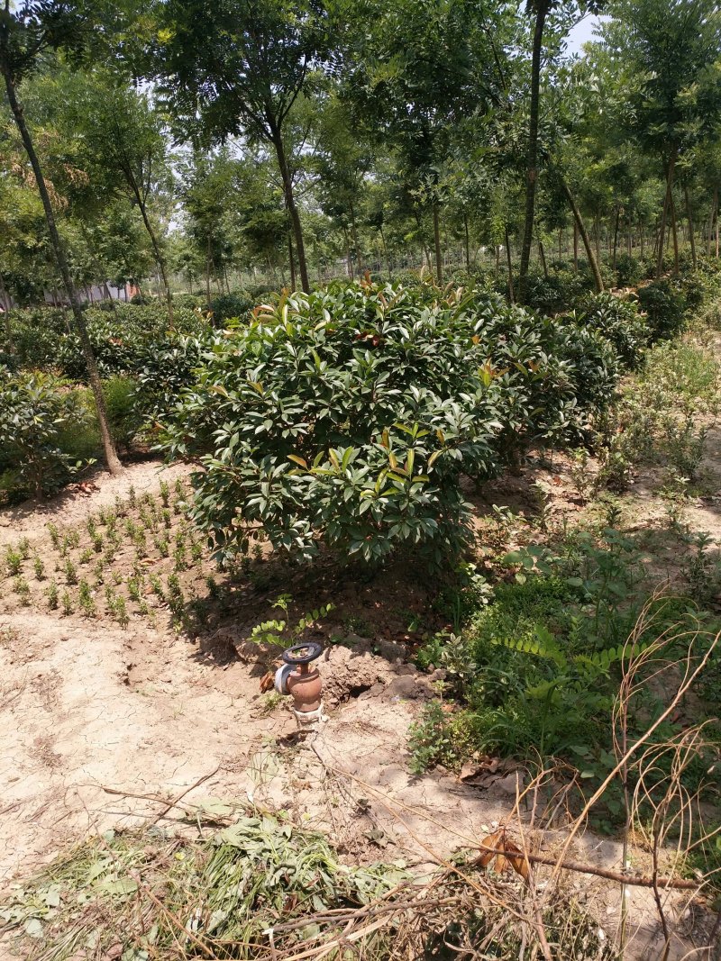 百万红叶石楠大杯，金森大杯带分支，