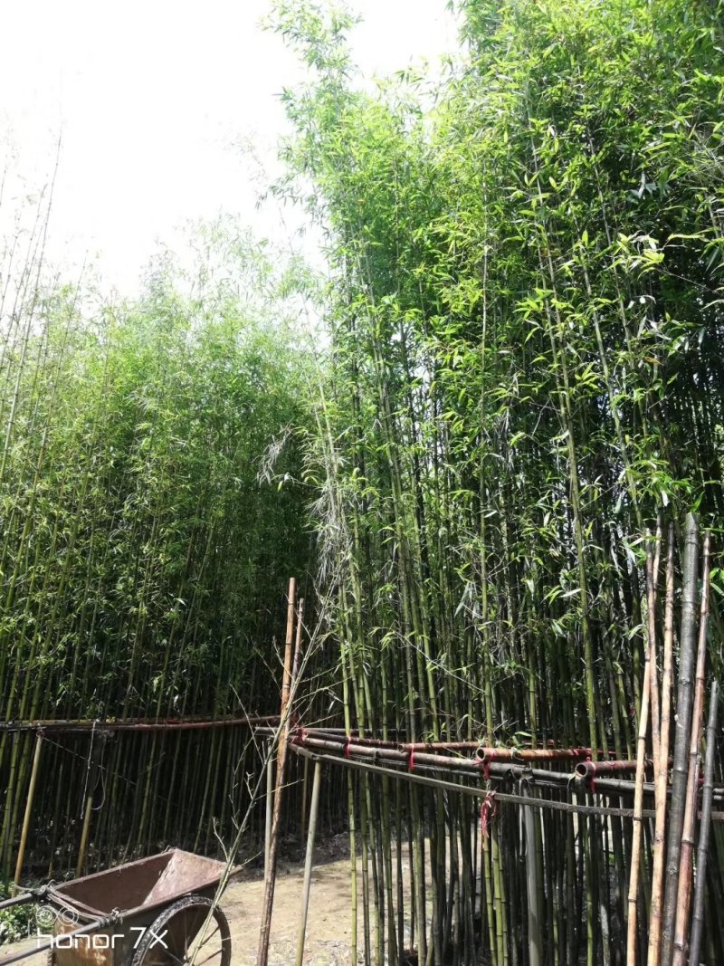绿化用竹子